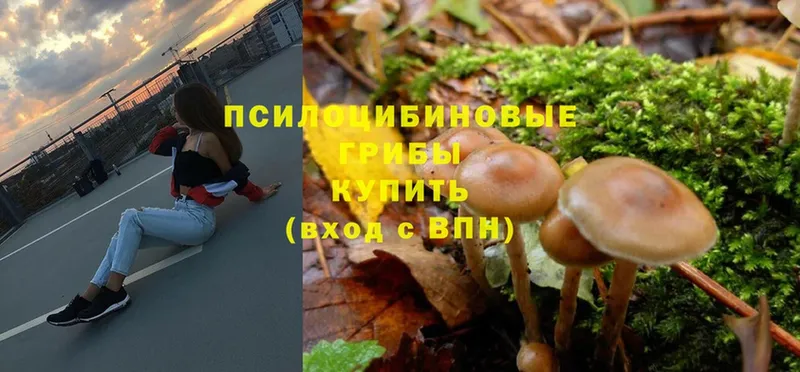 Галлюциногенные грибы Psilocybine cubensis  Воркута 